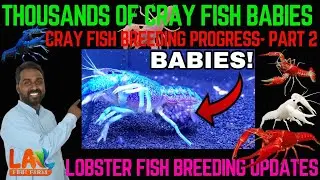 cray fish breeding progress/how to care babies of cray fish/how to purchase cray fish online
