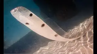 EXTREMELY RARE TRACHIPTERUS trachypterus Dealfish / Ribbonfish Melbourne  16 October 2017