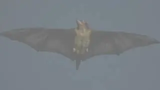The Flying Phantom of the Forest &mdash; The Colugo&rsquo;s Secrets Will Leave You Speechless!