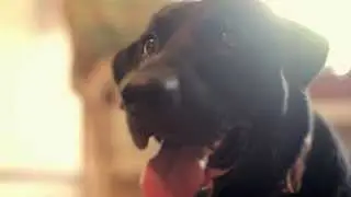Dog Commercial - Paducah KY Video Production