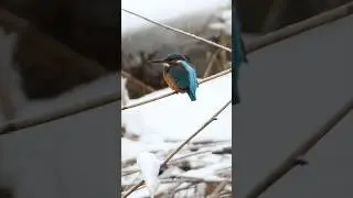 Я в СМИ! Голубой зимородок // Alcedo atthis #nature #birds #river #photography #edit #сми