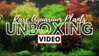 Unboxing Rare Aquarium Plants from Aquaria-USA.com