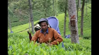 🌴✨ Cinematic Journey Through Sri Lanka | FilmsK