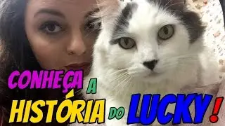 Lucky, o sortudo! | Gatinhos da Isa
