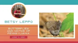 Adventures in Nature Lab: Butterflies and Moths of Pennsylvania