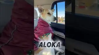Aloka is finally back where he belongs. walk for peace.