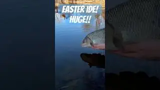 HUGE Easter Ide!! #ide #id #mete