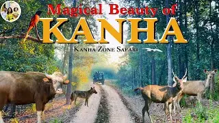 Experience the unmatched beauty of Kanha National Park | Kanha Zone wildlife safari