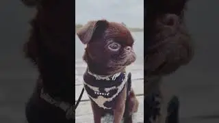 Take me to the seaside any day, hooman  Collar and Crystal Sliders