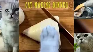 Cat making dinner for you while you're away