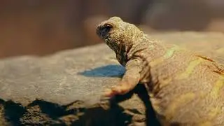 Lizards: Masters of Adaptation and Survival
