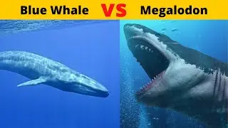 MEGALODON VS BLUE WHALE |megalodon vs blue whale |world biggest shark vs world biggest whale