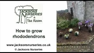 How to Grow Rhododendrons