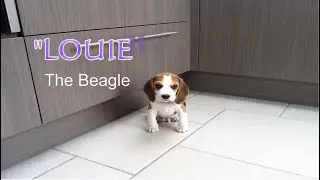 Beagle Puppy *LOUIE* at 8 Weeks of age : Beagle Universe
