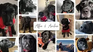The Funniest Dog Welcome Home Ever 🐶😂 You Won’t Believe What Happens Next! #Labrador