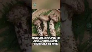 Matsutake Mushrooms: A Symbol of Luxury & Why Are They So Expensive?