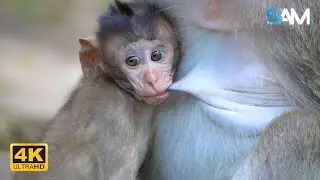 Adorable______! Monkey Blacky Give  Fresh Milk At the Right Time | 4K