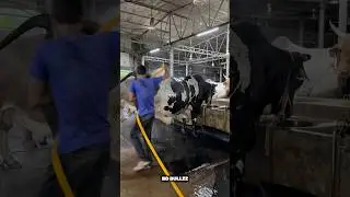 MASSIVE BULL GETTING SHOWERED ❤️ #bdbulls #cow #bullfarm #animalfarming #farming #cattleworld