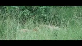 Kambula Breakaways