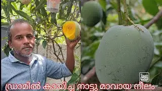 #neelam mango# Neelam mango at my home.