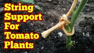 String Support For Tomato Plants: Me And Charles Dowding's Methods