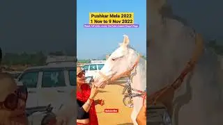 Pushkar mela Rajsthan 2022 #shorts