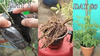How To Air Layer Rose Plant !! Rose plant Propagation!! Free Plants From Garden!! ரோஜா செடி பதியம்!!