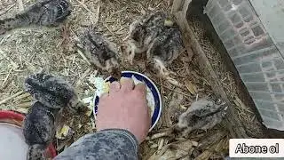 HİNDİ CİVCİV BAKIMI - HİNDİM CİVCİV ÇIKARDI - HİNDİ CİVCİVİ NASİL BESLENİR
