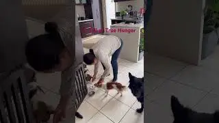 ATail of True Hunger#cute #foryou #animals #pets #chihuahua #dog #shorts #tailwaggingtales #doglove