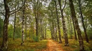 Ecveezer - Autumn Love (Violin Music for Sleep | Soothing Violin Music)