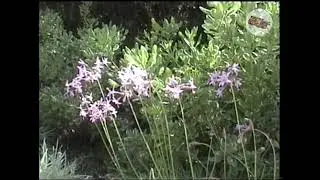 Sony Handycam Vision CCD-TRV25 Video8 XR 8mm Camcorder (Test Footage)