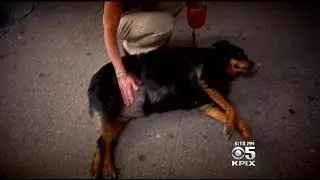 More Couples Consider &lsquo;Pup-Nups&rsquo; To Avoid Pet Custody Disputes