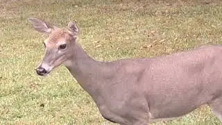Bird food thief 