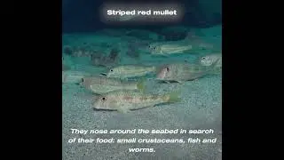 Striped Red Mullet - Salmonete