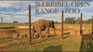 Werribee Open Range Zoo Detailed Tour | Elephants and Safari guide