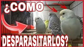 ¿COMO DESPARASITAR NUESTROS PERIQUITOS? | DESPARASITAR NUESTRAS AVES | METODOS EFICACES