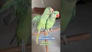 3.5 months baby alexandrine sound #babybird #babyparrot #babyparrotsound #goluandmimmi #short