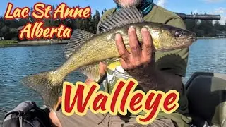 Canada Day fishing for Walleye @ Lac St Anne, Alberta. Non-stop action!!!!