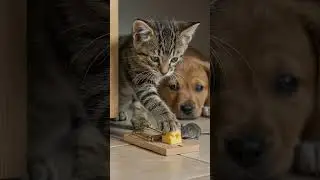 Will It Press the Trap? The Cat&rsquo;s Risky Play 2