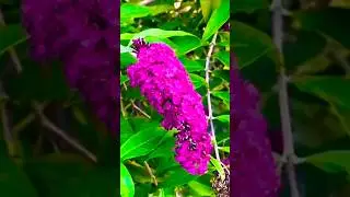 Beautiful Buddleia Bloom | Butterfly Bush #shorts #buddleia #butterflybush