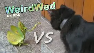 DrawKidsDraw Reacts to Cat vs Mantis!