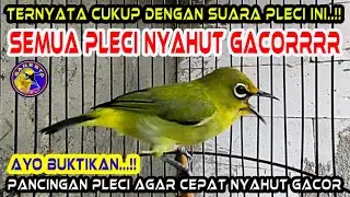 Pancingan Pleci terbaik agar Pleci cepat ngalas Gacor buka paruh || Suara panggilan pleci #pleci