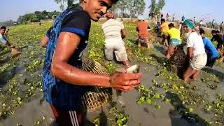 পলো দিয়ে মাছ ধরা আনন্দ।