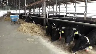 Cow Fed from Japanese White Birch_Channel JAPAN #17/2025