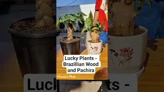 Pachira & Brazilian Wood &ndash; nature&rsquo;s lucky charm #luckyplants #shorts#viral #pachira#brazillian#lucky