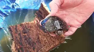 spotted turtles