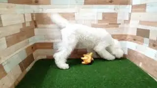 ペットショップcoo&riku No.528115　トイプードル