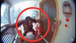 [CCTV] 💘 Animals Getting Scared By Valentines Day Decorations (Caught on Camera)