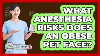 What Anesthesia Risks Does an Obese Pet Face?