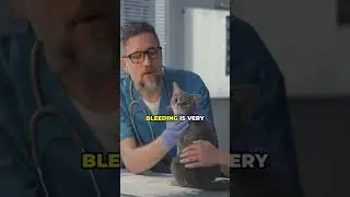 Do Cat Have A Period?
